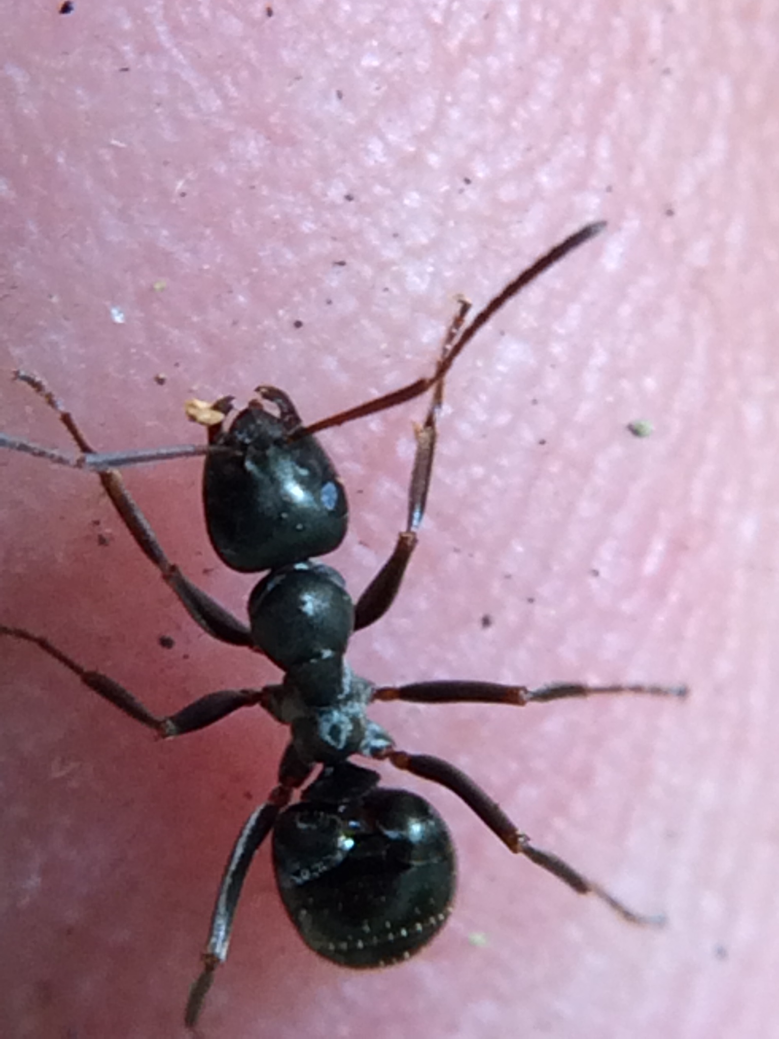 Formica subaenescens