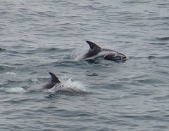 Lagenorhynchus albirostris