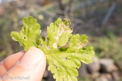 Liriomyza ptarmicae
