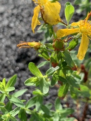 Hypericaceae