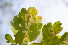 Liriomyza ptarmicae