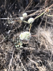 Eriogonum nudum auriculatum