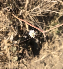 Eriogonum nudum auriculatum
