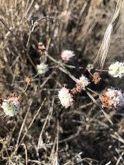 Eriogonum nudum auriculatum