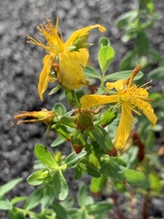 Hypericaceae