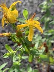 Hypericaceae