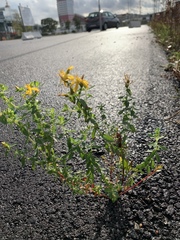 Hypericaceae