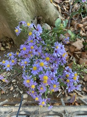 Symphyotrichum