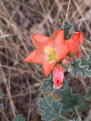 Sphaeralcea grossulariifolia
