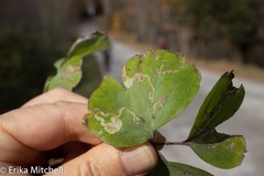 Phytomyza minuscula group