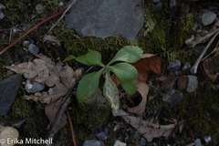 Veronica officinalis