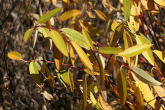 Salix monticola