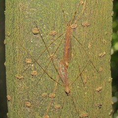 Austrolimnophila crassipes