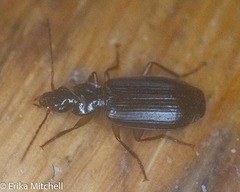 Cymindis platicollis