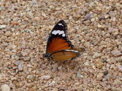 Hypolimnas misippus