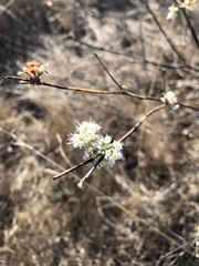 Eriogonum nudum auriculatum