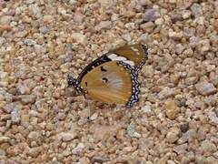 Hypolimnas misippus