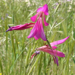 Gladiolus italicus