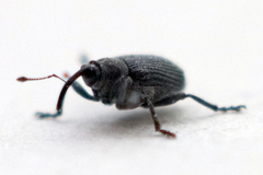 Ceutorhynchus obstrictus