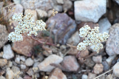 Yarrow