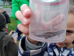 Oligosoma polychroma