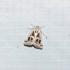 Callistege intercalaris