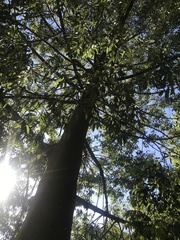 Brachychiton rupestris