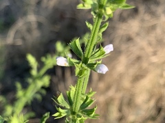 Salvia runcinata
