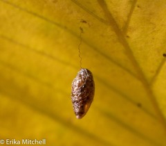 Meteorinae