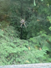 Araneus diadematus