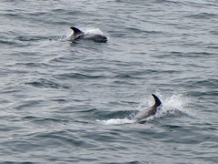 Lagenorhynchus albirostris