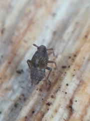 Megamelodes quadrimaculatus