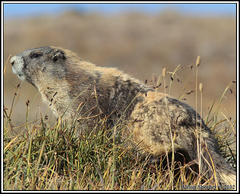 Marmota olympus