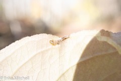 Aulagromyza orbitalis