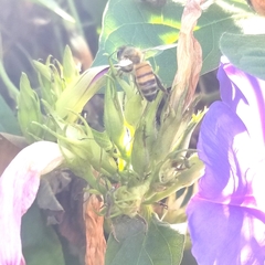Apis mellifera