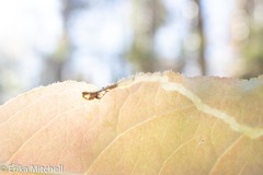 Aulagromyza orbitalis