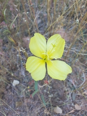 Oenothera longissima