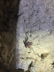 Phrynus operculatus