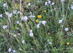 Scabiosa canescens