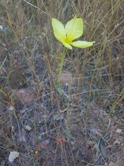Oenothera longissima