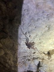 Phrynus operculatus