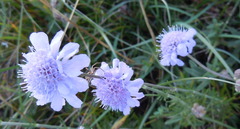 Scabiosa canescens