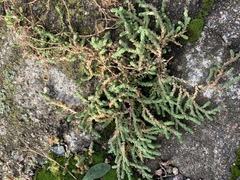Sedum acre