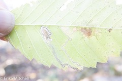 Stigmella apicialbella