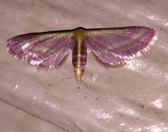 Leptostales laevitaria