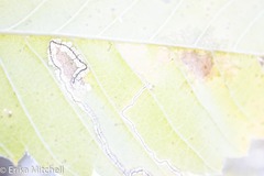 Stigmella apicialbella