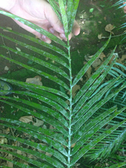 Zamia soconuscensis