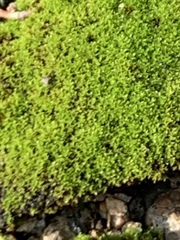 Bryophyta