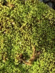 Bryophyta