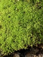 Bryophyta